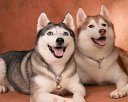 Best Friends Doggy & Kitty Salon Cum Learning Centre