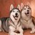 Best Friends Doggy & Kitty Salon Cum Learning Centre